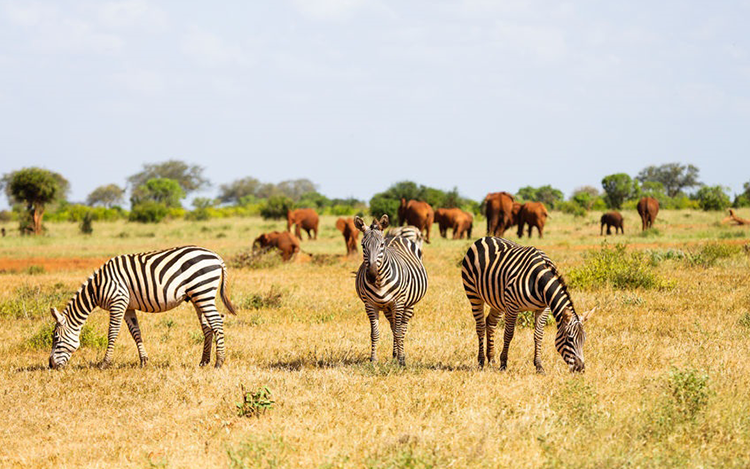 Zèbre Ouganda