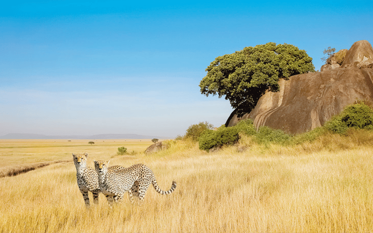 Tanzanie parc naturel